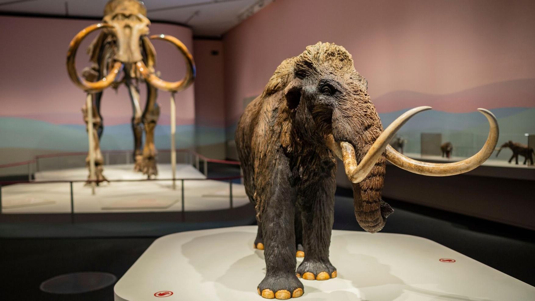 Elephant stem cells created in a lab for the first time could help bring back the mammoth